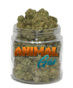 Animal Gas Strain till salu online