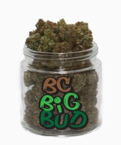 Big Bud Strain till salu online