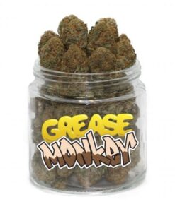 Grease Monkey Cannabis Strain for Sale Online