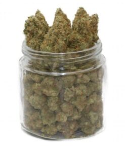 Köp White Cheese Strain Online